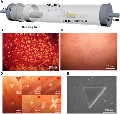 Probing Electronic Properties of CVD Monolayer Hexagonal Boron Nitride by an Atomic Force Microscope